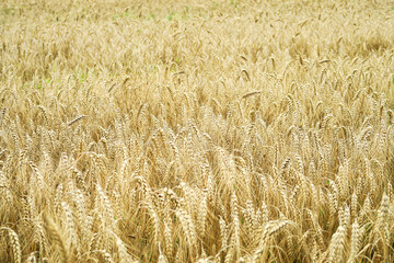 field of ripe yellow wheat. food crisis concept