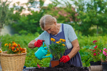 Senior woman is planting flowers in the garden. Selective focus.