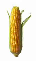 Corn on cobs isolated on a white background.
