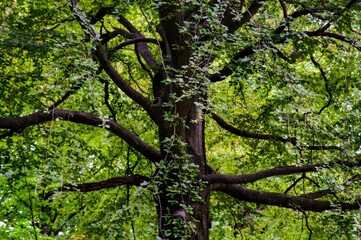 Closeup of a Black Walnut tree trunk surrounded with its leaves