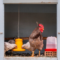 The rooster in the chicken coop © Leif