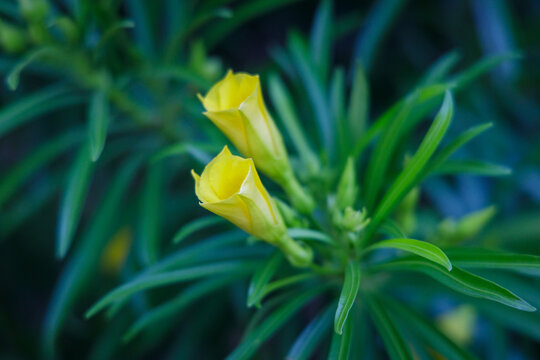 Yellow oleander, Cascabela thevetia (Thevetia peruviana), flower on a blurred background.