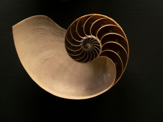 Clamshell, the golden ratio