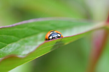 Fototapeta premium てんとうむし