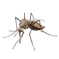 Mosquito