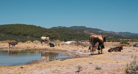 cow by the creek,  cows sunbathing, 