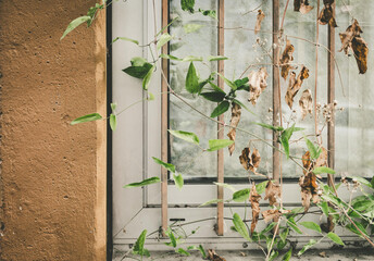 a window with rusty bars and a climbing plant