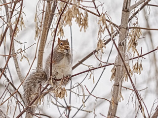 American red squirrel eating the fruits of a bare maple tree in a Canadian winter forest - Tamiasciurus hudsonicus 