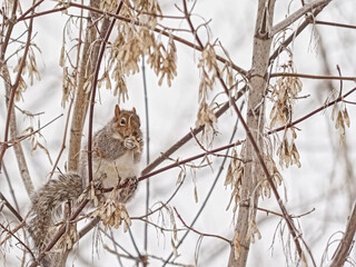  American red squirrel eating the fruits of a bare maple tree in a Canadian winter forest - Tamiasciurus hudsonicus 