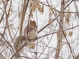  American red squirrel eating the fruits of a bare maple tree in a Canadian winter forest - Tamiasciurus hudsonicus 