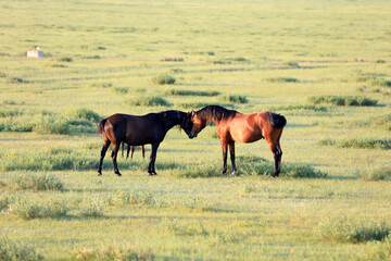 Fototapeta na wymiar horses in the grasslands