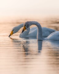 Vertical shot of northern swans in a lake in Aland islands, Finland