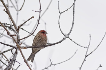 House finch on a branch of a bare tree in the winter forest, selective focus with light bokeh background 