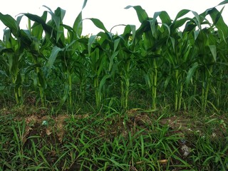 Green corn field in the morning