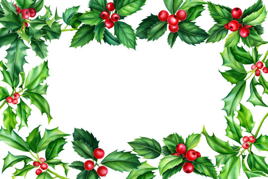 Frame with leaves, red berry, mistletoe. Holly Watercolor illustration, floral design