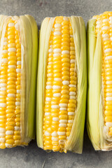 Raw Organic Yellow Sweet Corn on the Cob