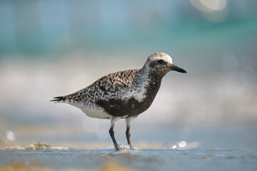 Black-Bellied Plover wild sea birdlooking for food on seaside in summer