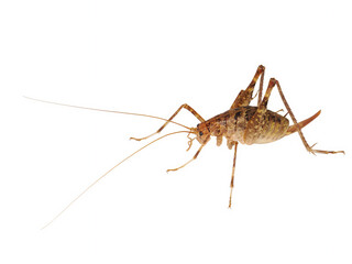 Female of Troglophilus neglectus (Cave Cricket), isolated on White background
