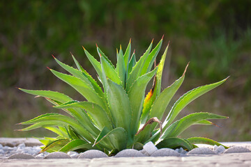 Close up of aloe vera plant with big green leaves growing outdoors on sunny day