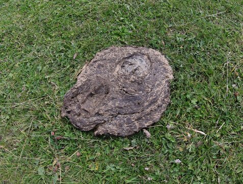cow dung in the green meadow in mountain and is an excellent fertilizer