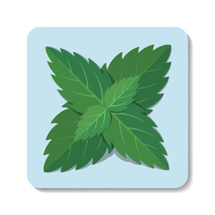 Mint flat icon. Stylized vector green leaves on pastel blue background. Best for web, print, menu decoration, logo creating and branding design.