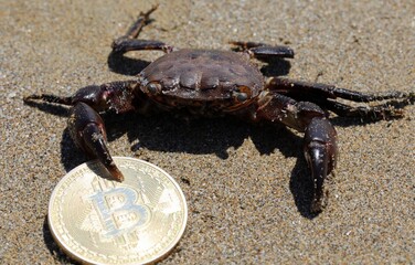 crab on the beach holding a Bitcoin coin firmly with its Claw