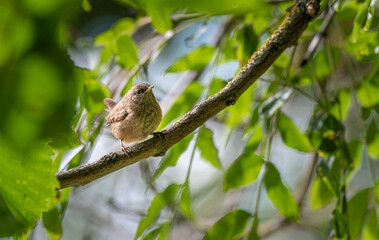 Wren sitting in a tree in the Scottish Border, United Kingdom.