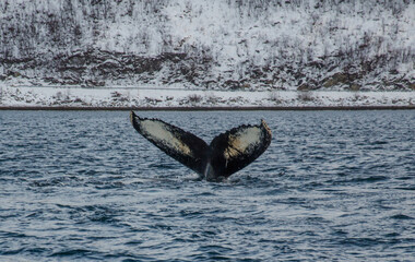 Fototapeta premium humpback whale