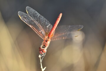 red dragonfly on a branch