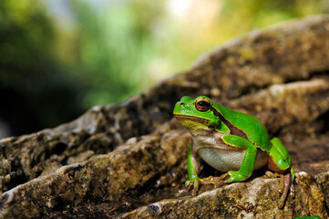 Europäischer Laubfrosch // European tree frog (Hyla arborea) 