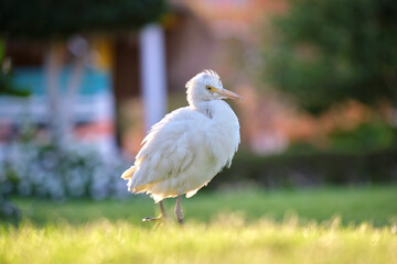 White cattle egret wild bird, also known as Bubulcus ibis walking on green lawn in summer