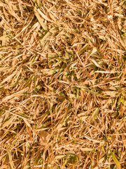 background and banner with close-up photo of soccer field lawn to be used for 2022 world cup