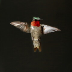 Hummingbird in Flight