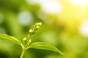 The growing branches stretch towards the sun.