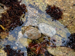 Low tide tidal pool on shore of Pacific Ocean on California coast with sea water, rocks, sea weed, sea snails and other animal life