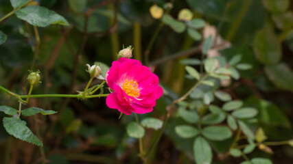 close-up of dark pink rose in the garden, soft-focus background