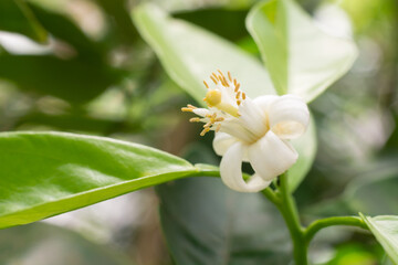 close-up of neroli blossom of bitter orange tree, citrus plant bloom used in essential oil production, soft-focus background with copy space
