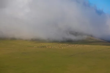 Fotobehang cattle feeding in front of foggy mountains © kenan