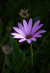 Fototapeta premium single purple flower