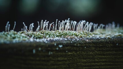 Macro shot of ice crystals on green grass, frosts on the soil surface on blurry background