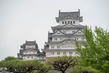初夏、新緑の緑が国宝姫路城を活気づける
