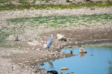 Dürre 2022 am Rhein, Wassermangel