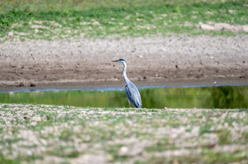 Dürre 2022 am Rhein, Wassermangel