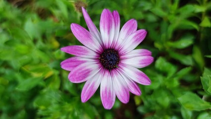 Obraz premium pink cosmos flower