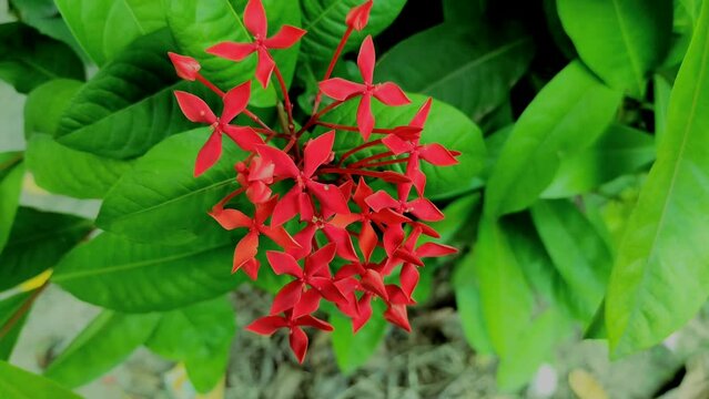 Lxoroideae Ro Jungle Geranium Taken From High Angle Shot Photo