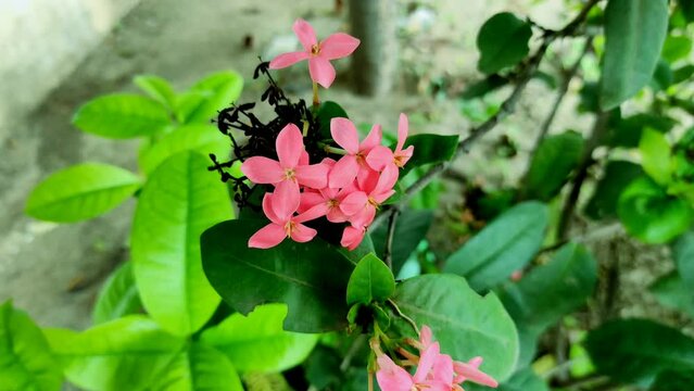 Lxoroideae Ro Jungle Geranium Taken From High Angle Shot Photo