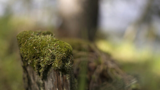 Close up of green moss on a tree stump with blurred forest on the background, summer nature concept. Stock footage. An old tree stub covered with moss.