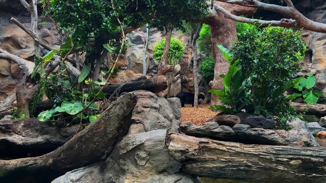 Black panther at Loro park in Tener