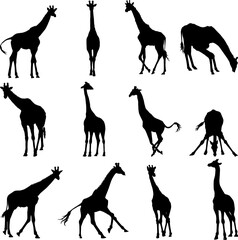 Set of giraffe silhouette in different poses cartoon animal design flat vector illustration isolated on white background
