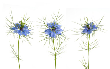 Jungfer im Gr&uuml;nen